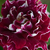 Roșu și alb - Trandafir perpetual hibrid - Roger Lambelin